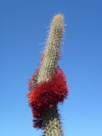 Fleur de cactus A.JPG